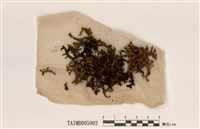 藏品(冰島衣)的圖片